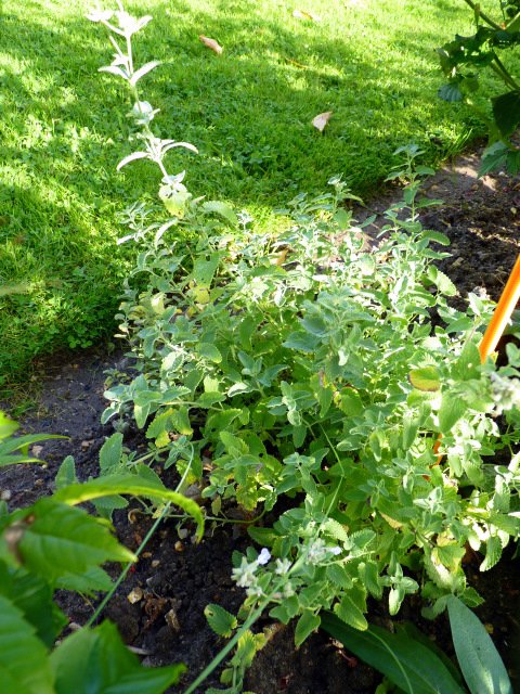 Nepeta racemosa feuille